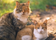 英雄联盟总决赛2025-引擎熄火与绝杀助攻，在巴林赛道旁，萨拉赫如何用一脚传球赢了一场F1比赛？