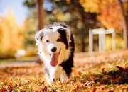 LOL赛事-全面统治！瑞典罗德里式核心攻防一体，力克阿尔及利亚占先机