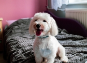 英雄联盟总决赛时间-当沉默的觉醒者对撞血脉的怒吼，切特的证明与湖凯的旧约新章