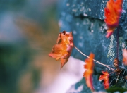 英雄联盟总决赛-奥运前哨战，山西男篮力克强敌澳大利亚鹈鹕队