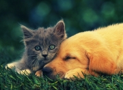 英雄联盟总决赛2025-破壁之战，当非洲之翼撕裂蓝白军团，看勒沃库森如何上演战术完胜