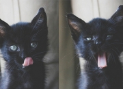 英雄联盟总决赛门票-当浙江队的压制哲学照进NBA，霍勒迪如何在西决生死战中诠释团队胜利