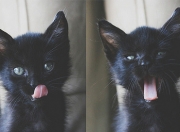 英雄联盟总决赛门票-当浙江队的压制哲学照进NBA，霍勒迪如何在西决生死战中诠释团队胜利