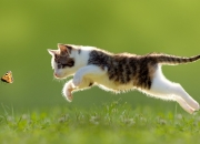 英雄联盟总决赛2025-金属与血肉，一场街道上流淌的永恒对决