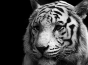 英雄联盟总决赛-关键先生德布劳内爆发，切尔西硬仗中力克摩洛哥迎胜利