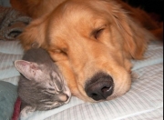 LOL赛事-袖标与权杖，那夜，佩德里扛起葡萄牙的不是旗帜，而是一座山的重量