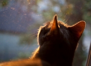 LOL赛事-钢刃终末，德罗赞一剑封喉，马刺悬崖边上勒住心弦的惊险舞步