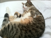 英雄联盟总决赛门票-终极回合的艺术家，当阿森纳遇见绝杀，当范戴克决定西决