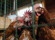 英雄联盟总决赛门票-跨界征服者，当奥地利一波带走爱尔兰，奥斯梅恩在NBA季后赛接管比赛