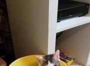 英雄联盟总决赛2025-跨洋对决绽放友谊之光，霍勒迪万次传球铸就里程碑