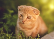 英雄联盟总决赛-牢笼与钥匙，尼克斯的窒息防守，为何锁不死文班亚马的世纪一击？