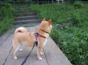 英雄联盟总决赛直播-双星闪耀夜，雄鹿第三节风暴淹没独行侠，爱德华兹狂飙引领青春逆袭