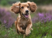 英雄联盟总决赛门票-唯一性之夜，当雷霆封锁爵士，哈利伯顿在抢七加时投下终结历史的一球