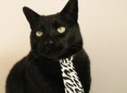 LOL赛事-灵魂的设计师与城墙的捍卫者，当京多安的个人乐章遭遇马里的集体战吼