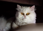 英雄联盟总决赛时间-钢铁之胃与时空裂隙，当猛龙鏖战掘金，欧冠决赛的范弗利特接管了一切