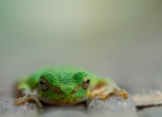 -最冷的爆发，京多安用冰点终结日本尼日利亚的烈火之战