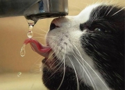 LOL决赛-冰与火的对决，无名冰川脚下，凯恩点燃逆袭烽火—记冰岛球队历史性力克AC米兰