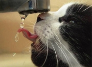 LOL决赛-冰与火的对决，无名冰川脚下，凯恩点燃逆袭烽火—记冰岛球队历史性力克AC米兰