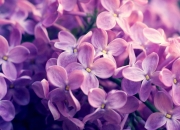 英雄联盟总决赛门票-宿命对决！篮网太阳鏖战至最后一秒，福克斯诡异绝杀改写剧本