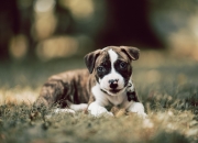 -英超争冠之夜，篮球皇帝跨越山海，一个体育迷的理想之夜