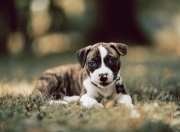 -英超争冠之夜，篮球皇帝跨越山海，一个体育迷的理想之夜