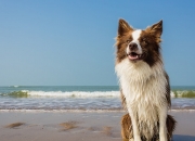 英雄联盟总决赛直播-橙色闪电撕裂铁幕—荷兰全攻全守哲学对巴拉圭钢铁防线的终极解构