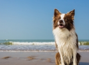 英雄联盟总决赛直播-橙色闪电撕裂铁幕—荷兰全攻全守哲学对巴拉圭钢铁防线的终极解构