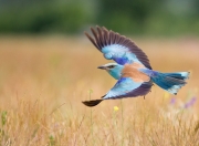 LOL赛事-疾驰与绝场哨，当F1引擎轰鸣遇见篮球绝杀时刻