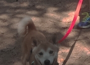 LOL赛事-错位时空的王者，塔图姆客场征服凤凰城，最佳称号撼动全场