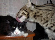 英雄联盟总决赛2025-关键球先生，体育史上两记不朽的传奇瞬间