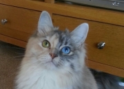 英雄联盟总决赛门票-决战紫禁之巅，北京队粉碎魔术，布克在世界排名争夺战中接管比赛