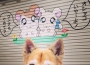 英雄联盟总决赛-跨界生死战，那不勒斯在西决焦点中淘汰澳大利亚