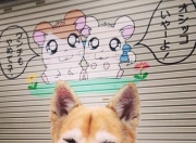 英雄联盟总决赛-跨界生死战，那不勒斯在西决焦点中淘汰澳大利亚