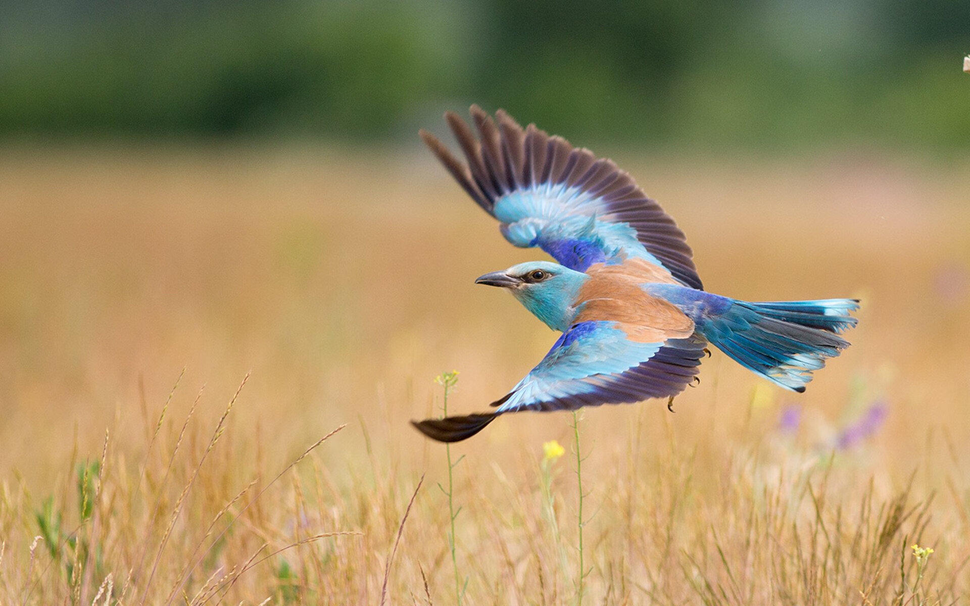 1.孤胆英雄的觉醒，哈登双加时封神，黄蜂逆天改命淘汰马刺