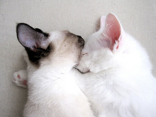 乌拉圭86分钟绝境逆转，哈弗茨一肩扛起美加墨的夜