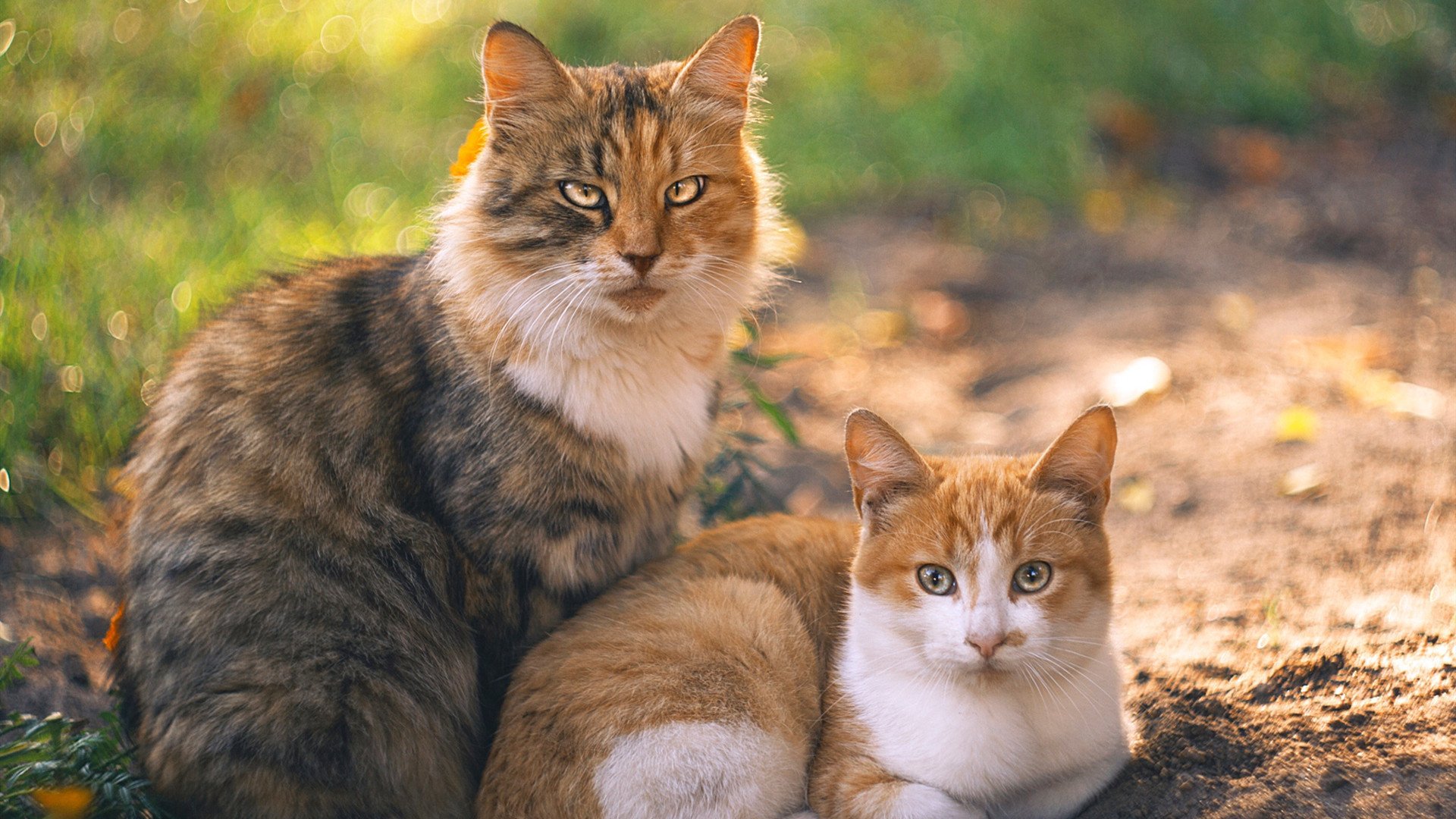 引擎熄火与绝杀助攻，在巴林赛道旁，萨拉赫如何用一脚传球赢了一场F1比赛？