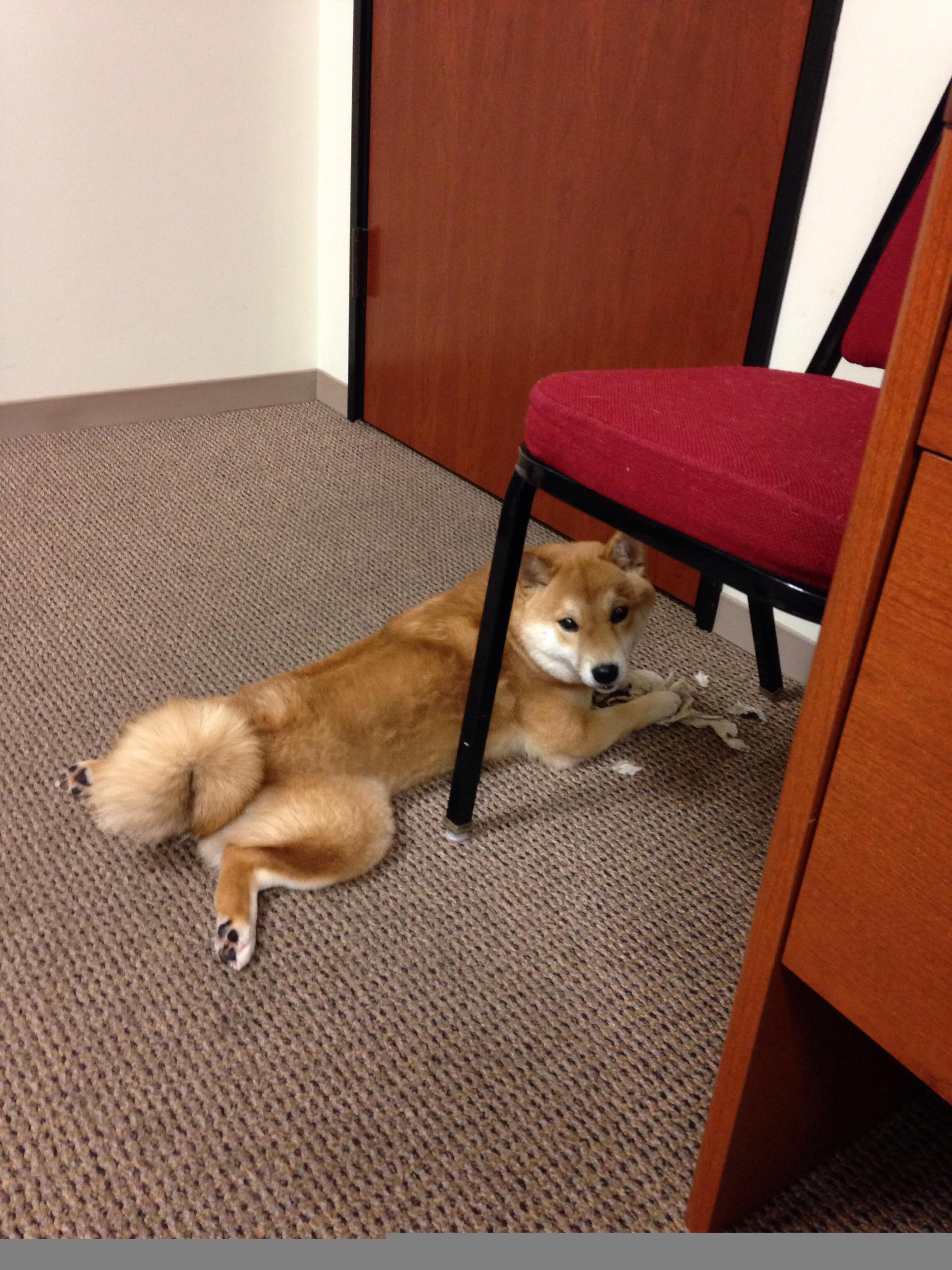 从卡拉斯科到安赫尔，一场胜利背后的身份证明