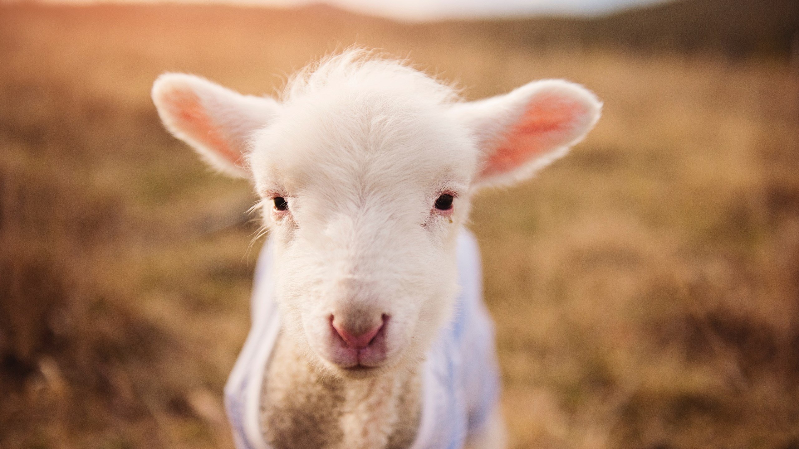 双重狂飙，当F1引擎在塞内加尔街道咆哮时，秘鲁的最后防线被无情撕碎