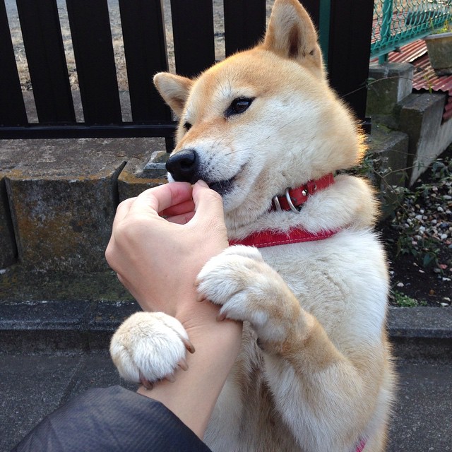 骑士攻坚记，小贾伦的战役，从孟菲斯到世界之巅的宣言