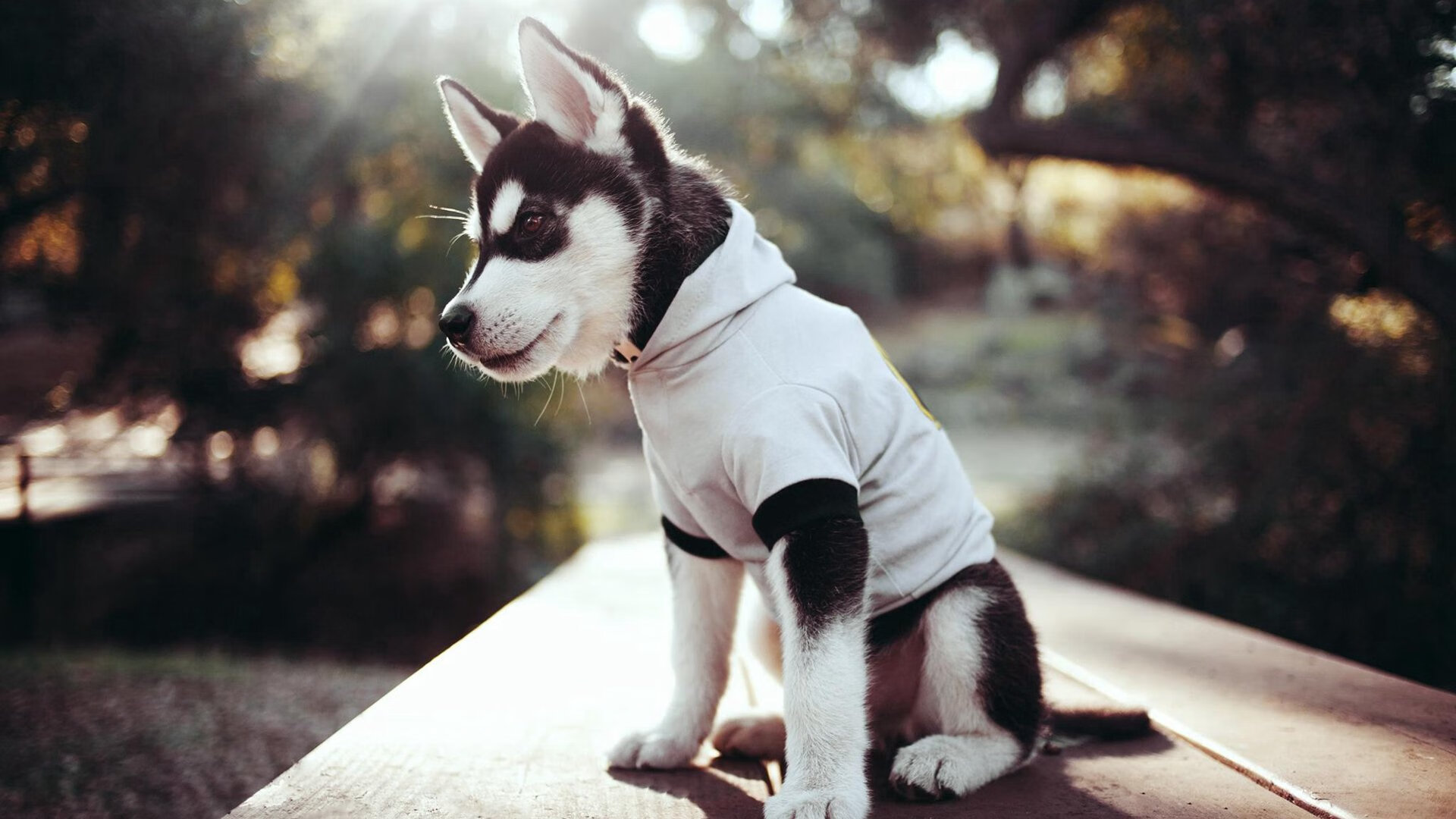 南美烈焰焚毁亚平宁防线，哥伦比亚双子星提前终结意甲悬念