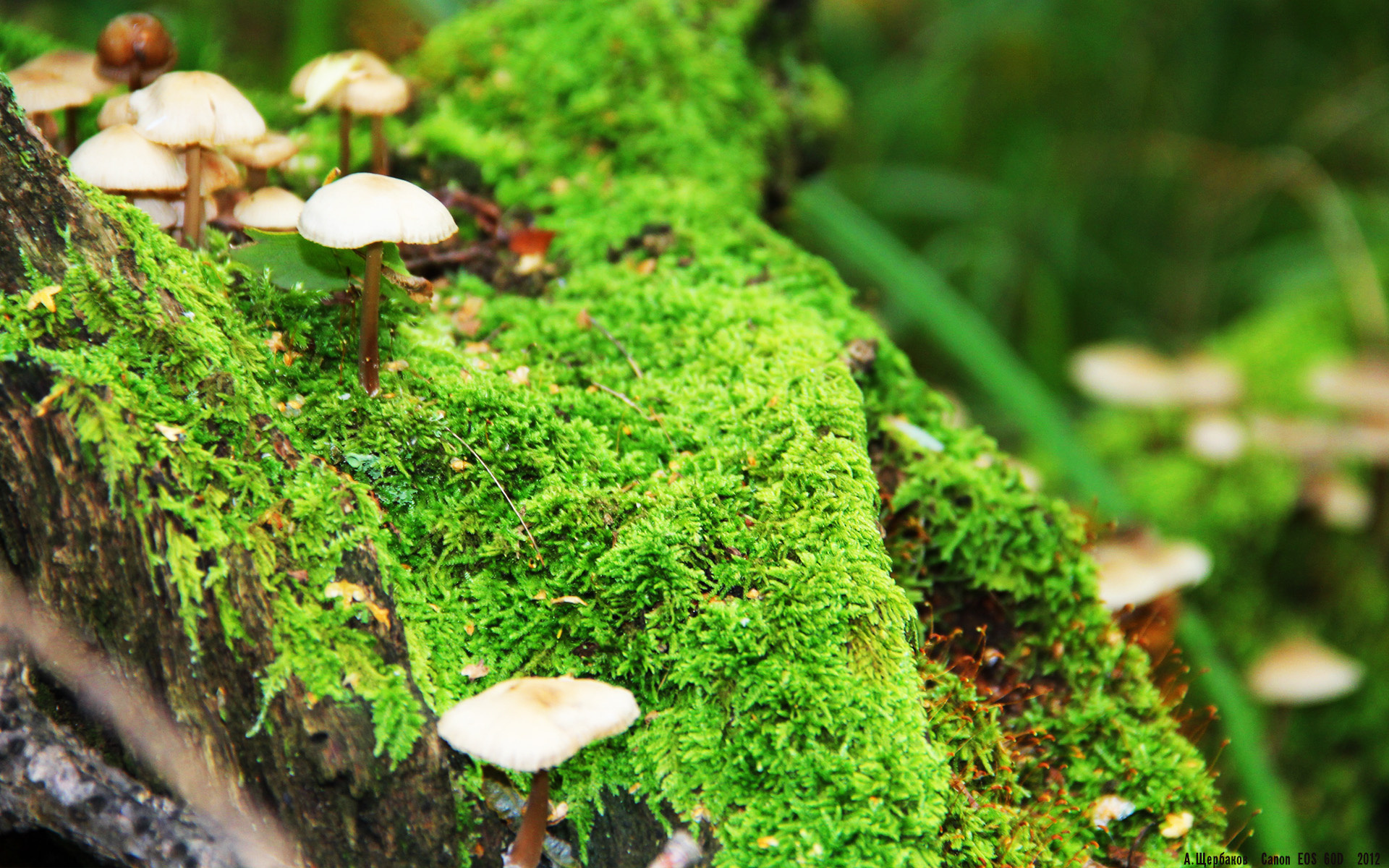 从哥斯达黎加到英超，足球唯一性瞬间的见证