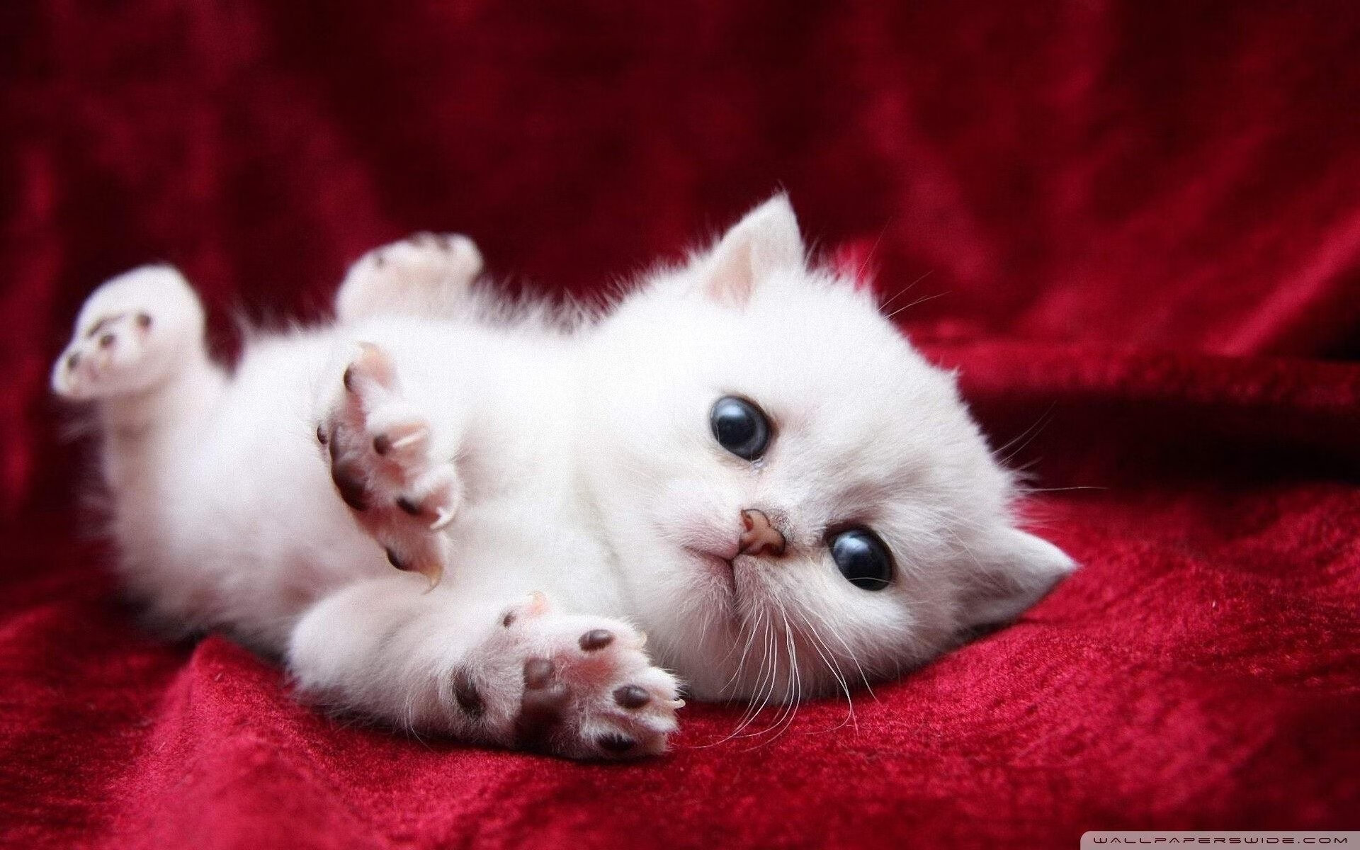 欧冠半决赛焦点战,当伊朗封锁塞内加尔,足球成为桥梁