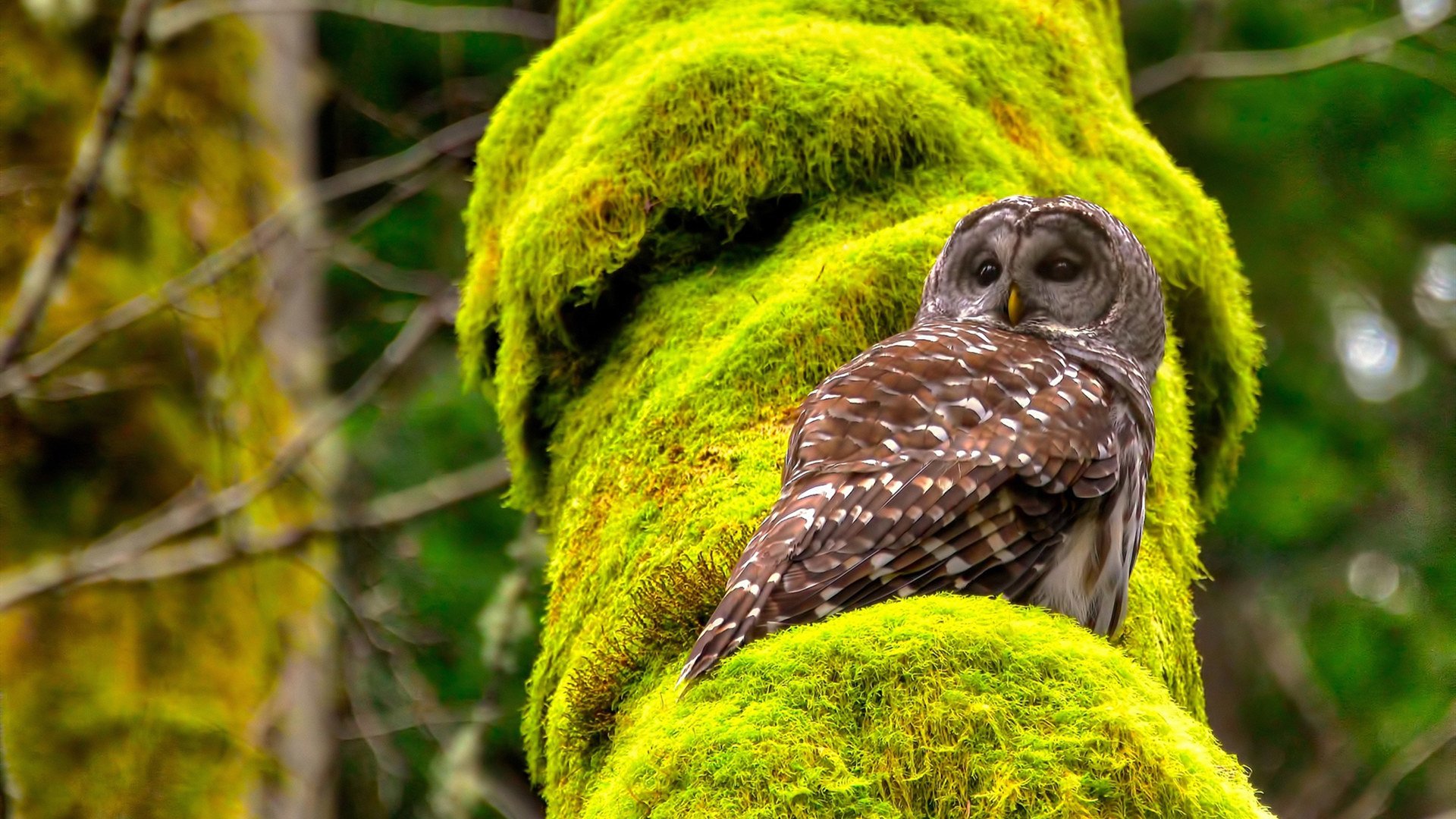 美加墨世界杯之夜，卡马文加以抢断机器之名，重构中场法则