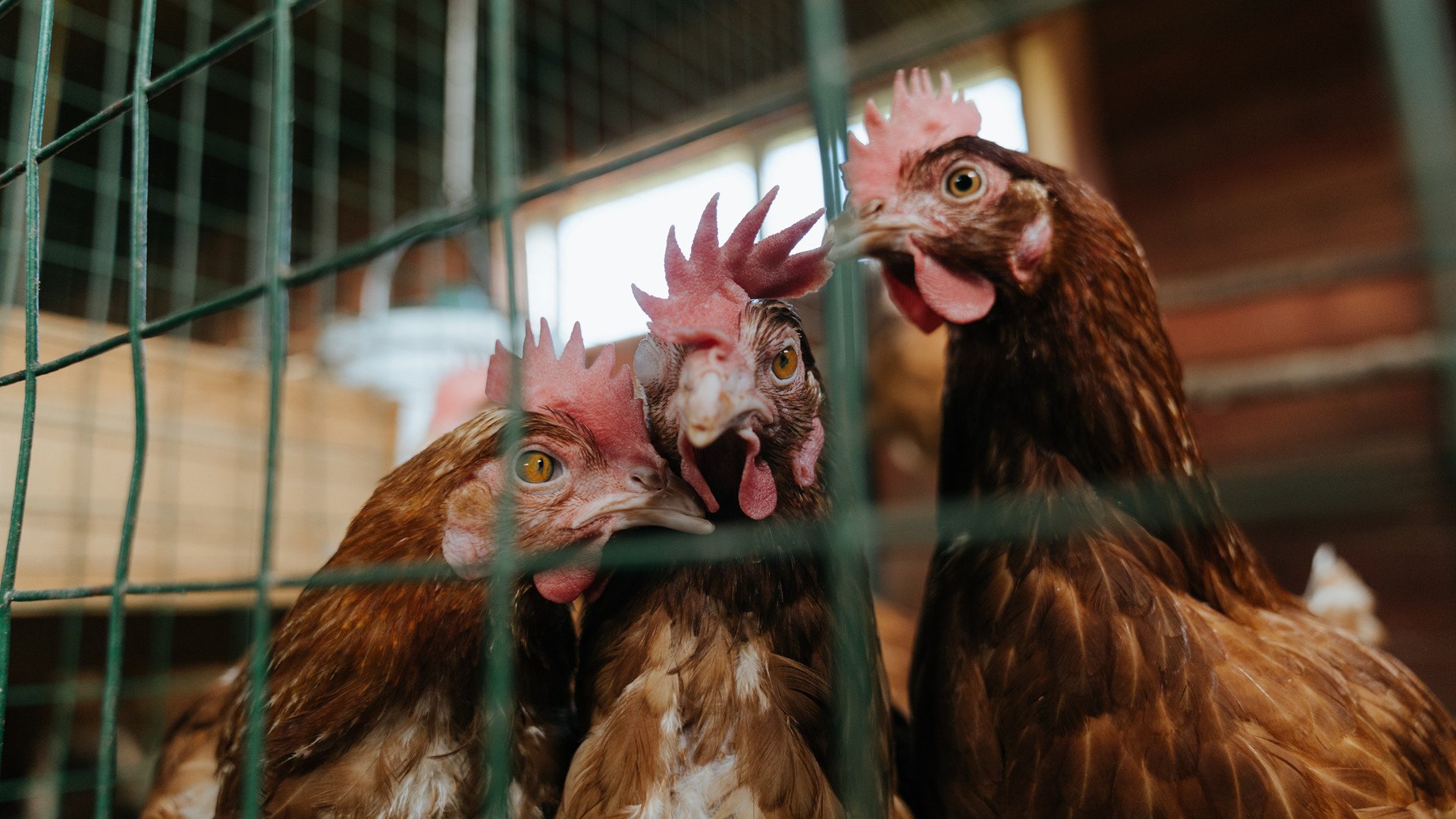 跨界征服者,当奥地利一波带走爱尔兰,奥斯梅恩在NBA季后赛接管比赛