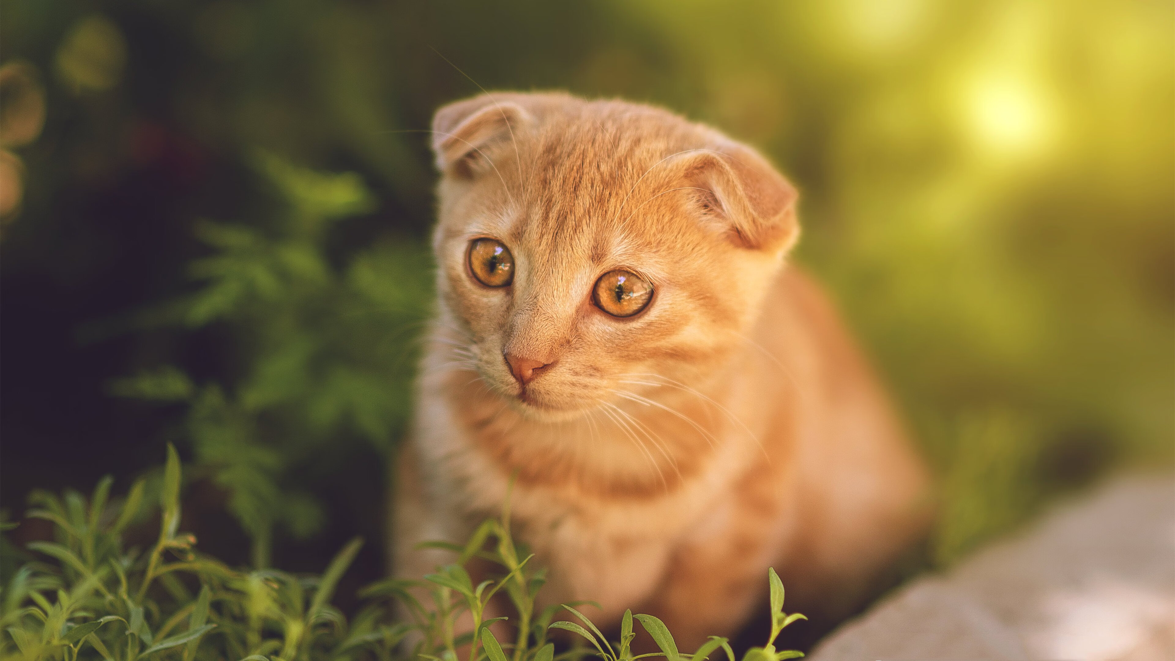 牢笼与钥匙，尼克斯的窒息防守，为何锁不死文班亚马的世纪一击？