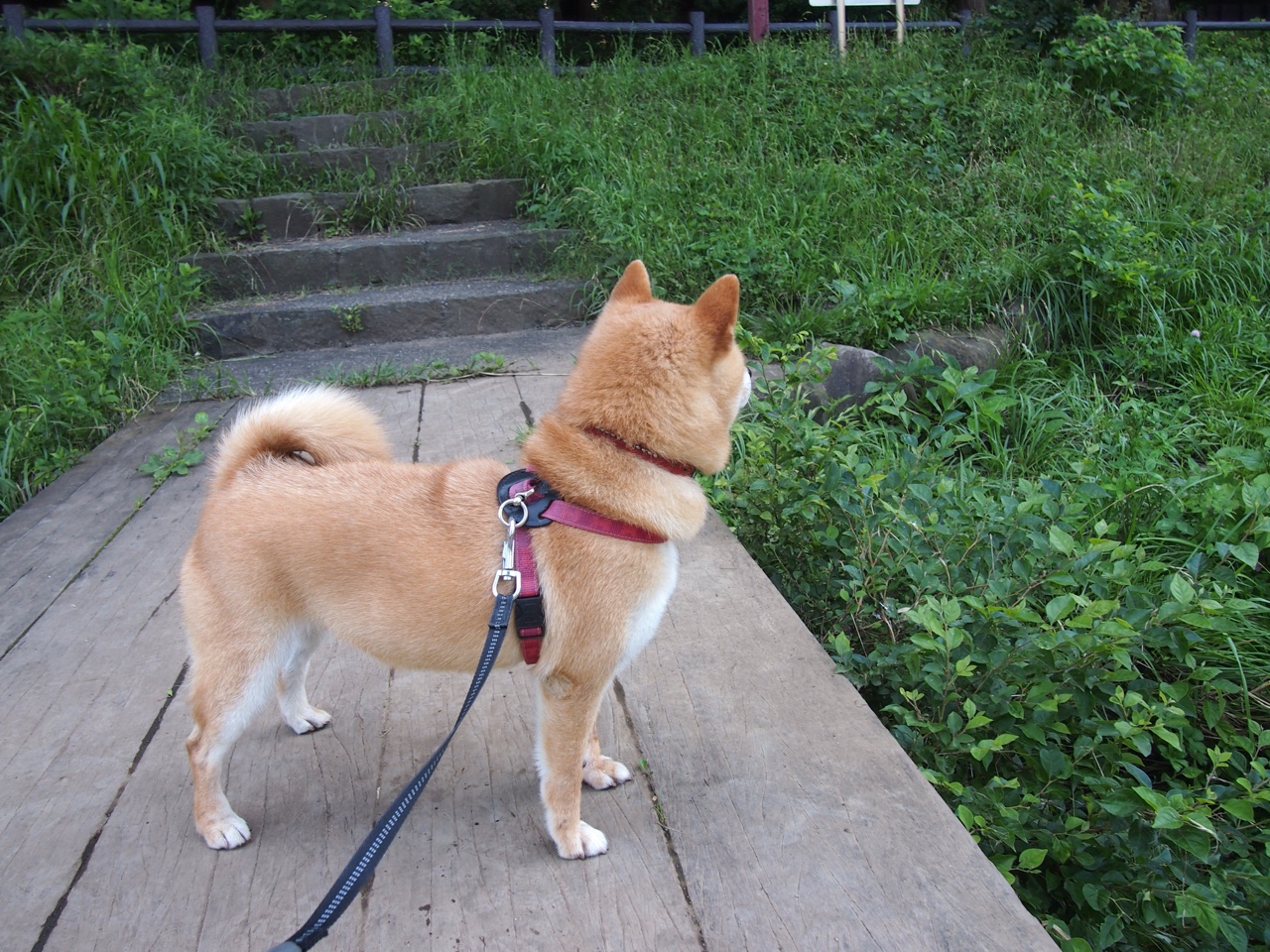 双星闪耀夜，雄鹿第三节风暴淹没独行侠，爱德华兹狂飙引领青春逆袭