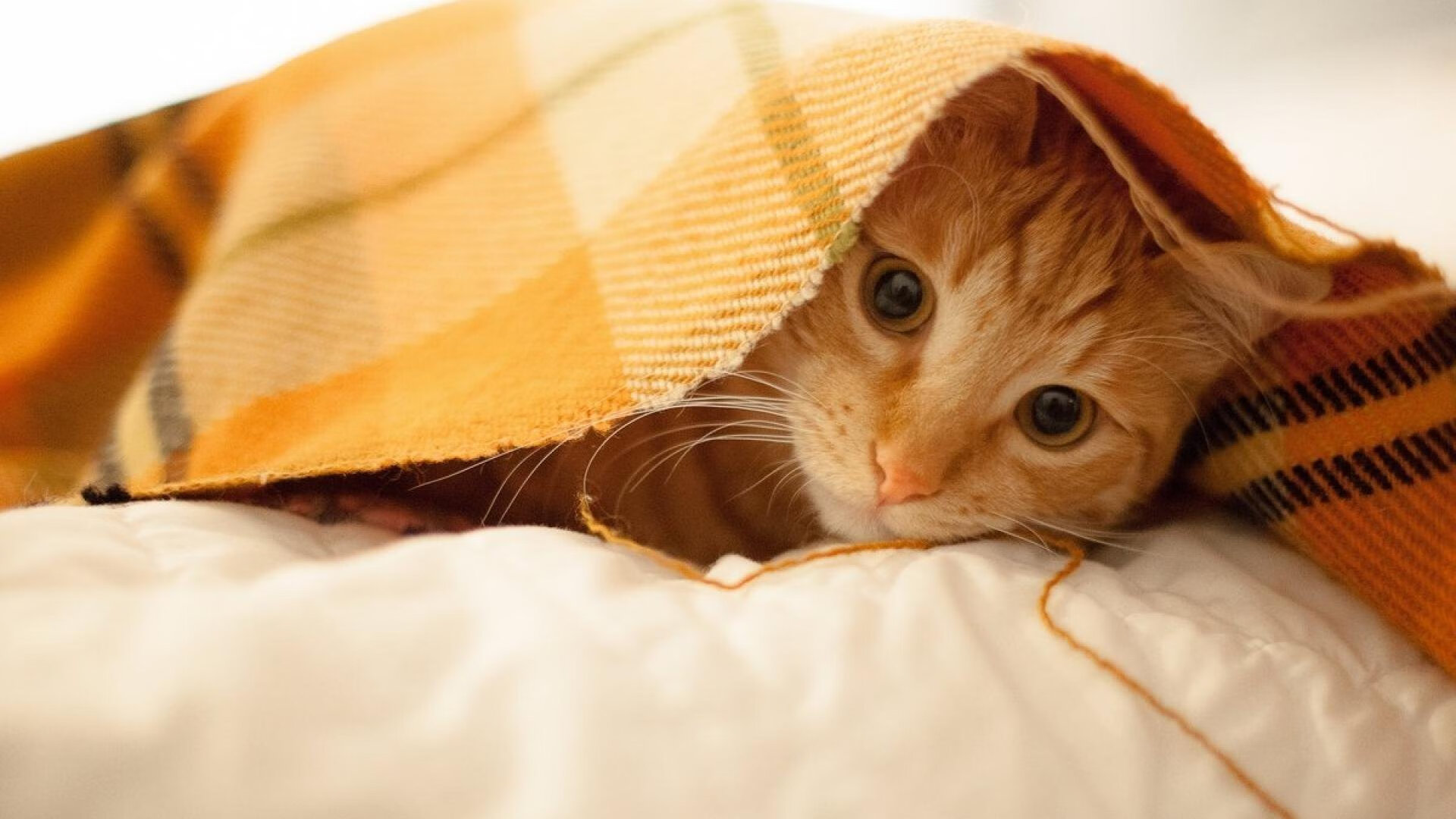 从公牛遗珠到洛城枢纽,当拉文用非典型方式完成对勇士的华丽复仇