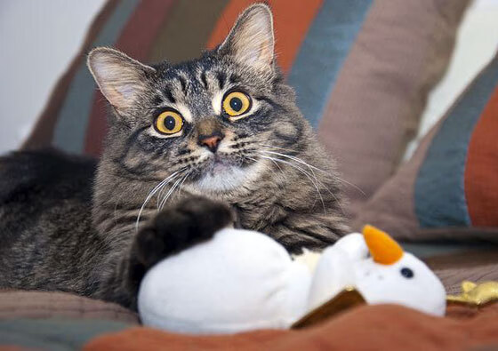 三节45分收割比赛！广东对决吉林，杜兰特用实力书写唯一性