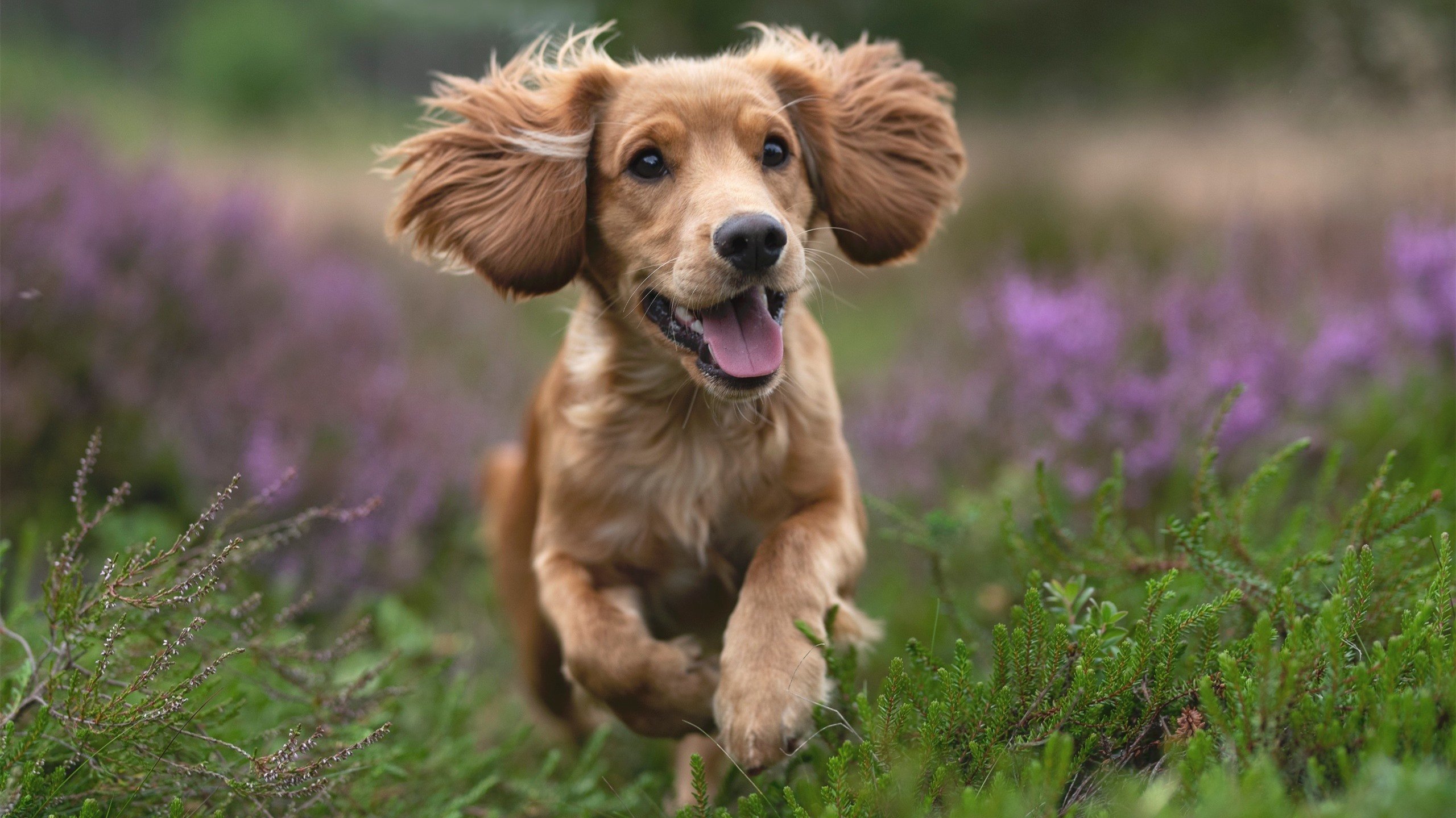 唯一性之夜,当雷霆封锁爵士,哈利伯顿在抢七加时投下终结历史的一球
