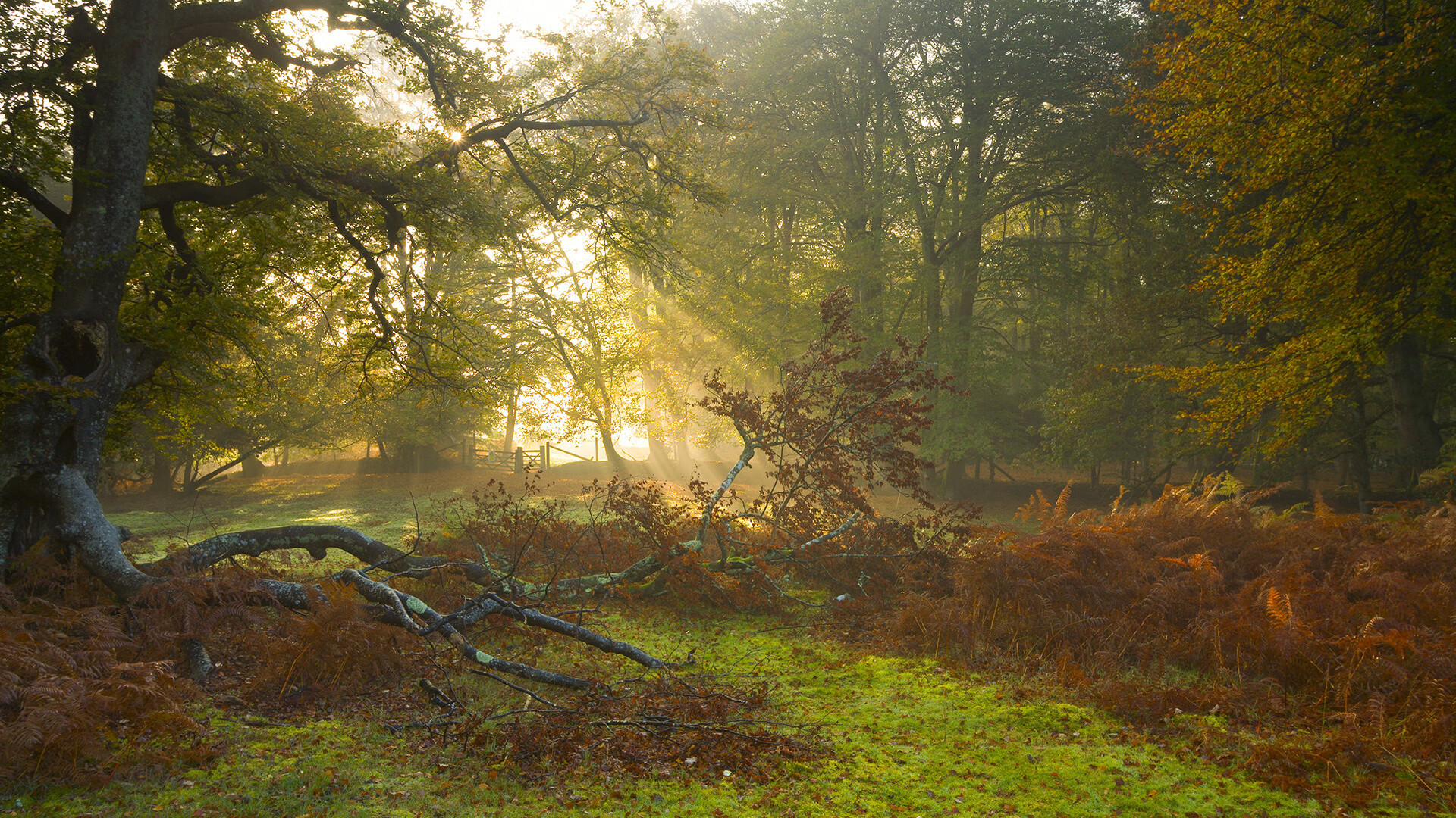 篮球之火,足球之夜,布伦森的冷冽瞬间与欧冠的滚烫决断